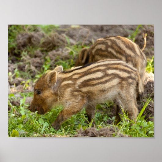 Baby Wild Boar Poster (Vorne)
