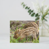Baby Wild Boar Postkarte (Stehend Vorderseite)