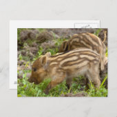 Baby Wild Boar Postkarte (Vorne/Hinten)