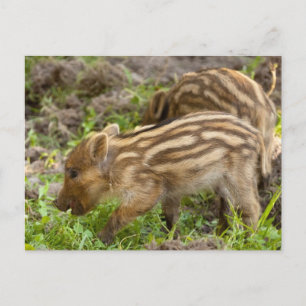 Baby Wild Boar Postkarte