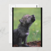 Baby Wolf Howls Postkarte (Vorne/Hinten)