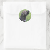 Baby Wolf Howls Runder Aufkleber (Tasche)
