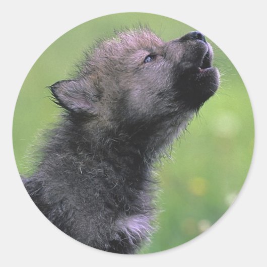 Baby Wolf Howls Runder Aufkleber (Vorderseite)