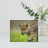 Baby Wolf Postkarte (Stehend Vorderseite)