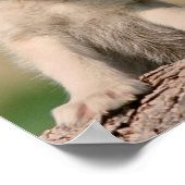 Baby Wolves Poster (Ecke)