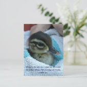 Baby Wood Duck Postkarte (Stehend Vorderseite)
