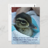 Baby Wood Duck Postkarte (Vorne/Hinten)