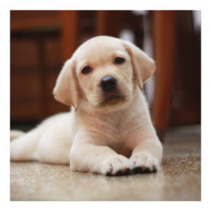 Baby Yellow Labrador Puppy Hund liegt auf Bauch Fotodruck