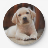 Baby Yellow Labrador Puppy Hund liegt auf Bauch Pappteller (Vorderseite)