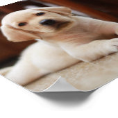 Baby Yellow Labrador Puppy Hund liegt auf Bauch Poster (Ecke)