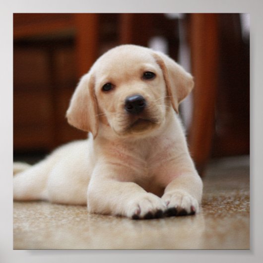 Baby Yellow Labrador Puppy Hund liegt auf Bauch Poster (Vorne)