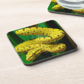 Baby Yellow Phase Green Tree Python Snake Getränkeuntersetzer (Linke Seite)