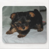 Baby yorkie mousepad (Vorne)