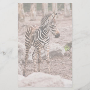 Baby zebra briefpapier