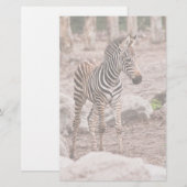 Baby zebra briefpapier (Vorne/Hinten)