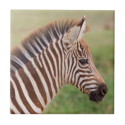 Baby zebra head, Tansania Fliese (Vorderseite)