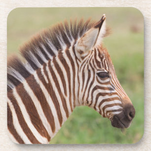 Baby zebra head, Tansania Getränkeuntersetzer