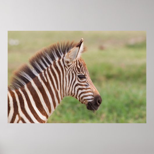 Baby zebra head, Tansania Poster (Vorne)