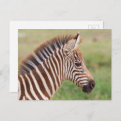 Baby zebra head, Tansania Postkarte (Vorne/Hinten)