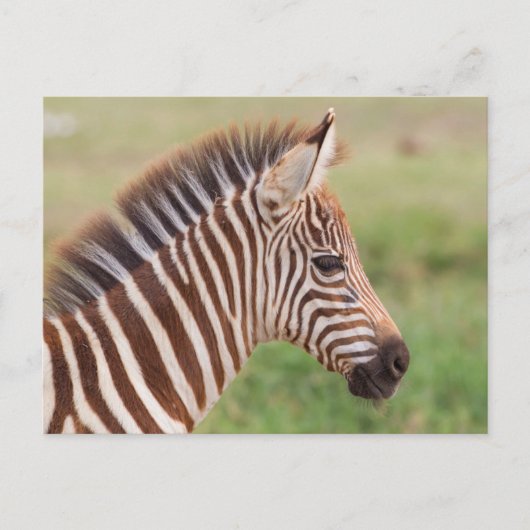 Baby zebra head, Tansania Postkarte (Vorderseite)