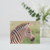 Baby zebra head, Tansania Postkarte (Stehend Vorderseite)