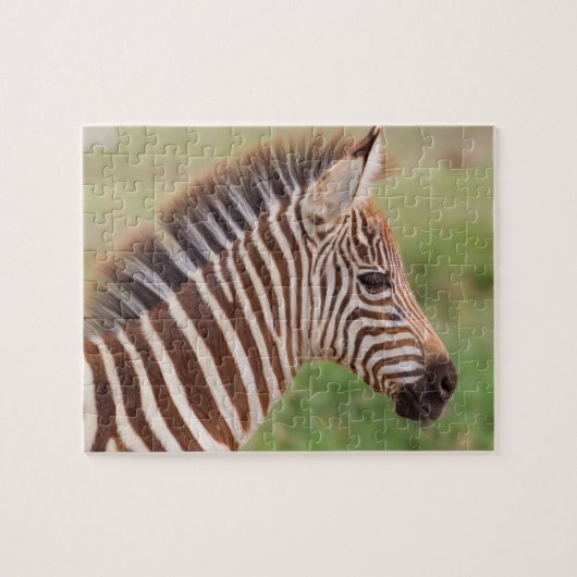 Baby zebra head, Tansania Puzzle (Horizontal)