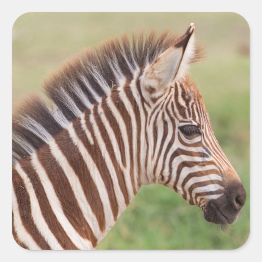 Baby zebra head, Tansania Quadratischer Aufkleber (Vorderseite)