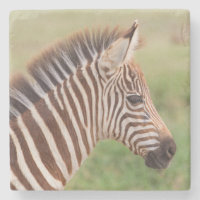 Baby zebra head, Tansania