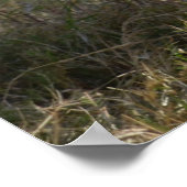 Baby Zebra in Afrika Poster (Ecke)