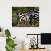 Baby Zebra in Afrika Poster (Heimbüro)