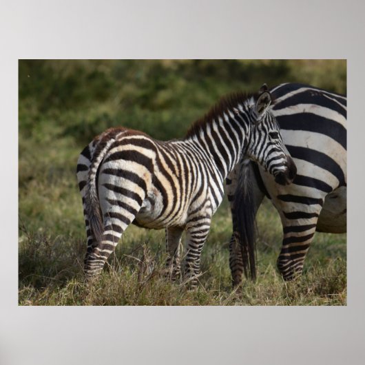Baby Zebra in Afrika Poster (Vorne)