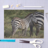 Baby Zebra in Afrika Seidenpapier (Handwerk)
