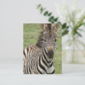 Baby Zebra Postcard Postkarte (Stehend Vorderseite)