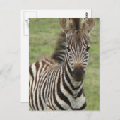 Baby Zebra Postcard Postkarte (Vorne/Hinten)