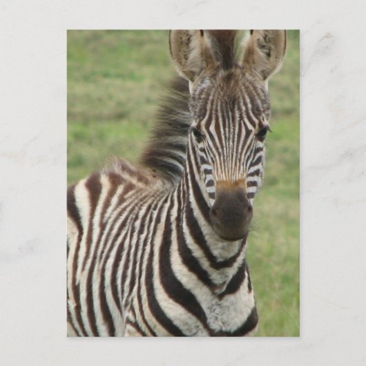 Baby Zebra Postcard Postkarte (Vorderseite)