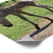 Baby Zebra Poster (Ecke)