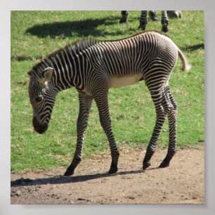 Baby Zebra Poster