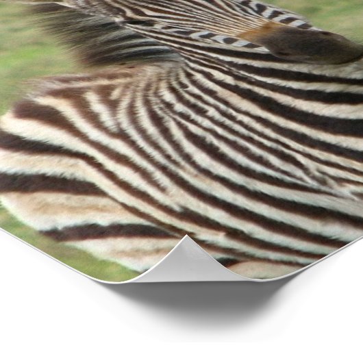 Baby Zebra Poster Print (Ecke)