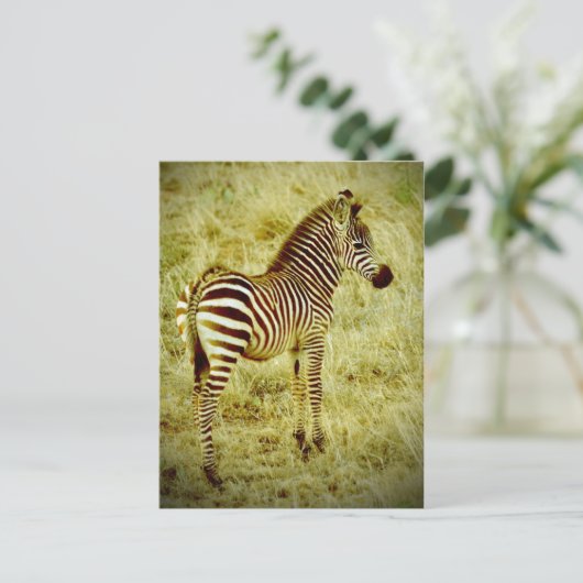 Baby Zebra Postkarte (Stehend Vorderseite)