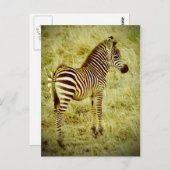 Baby Zebra Postkarte (Vorne/Hinten)