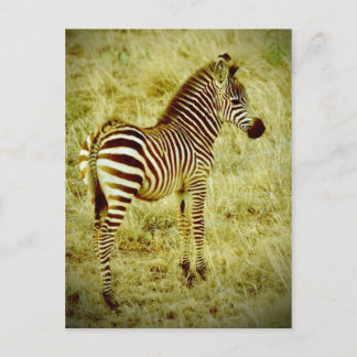 Baby Zebra Postkarte