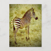 Baby Zebra Postkarte (Vorderseite)