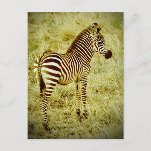 Baby Zebra Postkarte (Vorderseite)