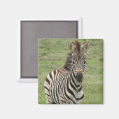 Baby Zebra Square Magnet (Vorderseite/Rückseite)