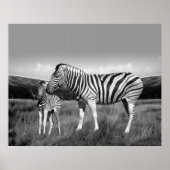 Baby Zebra und Mama Poster (Vorne)