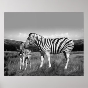 Baby Zebra und Mama Poster