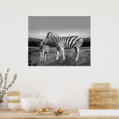 Baby Zebra und Mama Poster (Küche)