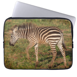 Baby Zebra Walking, Südafrika Laptopschutzhülle
