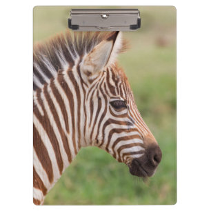 Baby-Zebrakopf, Tansania Klemmbrett
