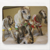Baby-Ziege PJ-Party Mousepad (Vorne)